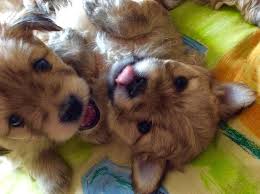 Maybe you would like to learn more about one of these? Teddy Bear Puppies For Sale Only 1 Left Mitcham Surrey Pets4homes