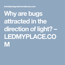 Why Are Bugs Attracted In The Direction Of Light Light Directions Attraction