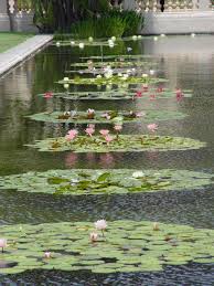 Growing water lilies doesn't require a large pond. Desert Gardening Wild About Water Lilies