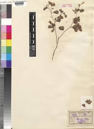 Image result for Humularia minima