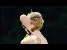 Marmosets are omnivores, which means they eat a variety of foods. Finger Monkeys Are Tiny Youtube