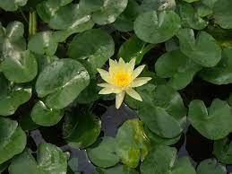Nymphaea Mexicana Dwarf Yellow Hardy Waterlily Thailand 11 Water Lilies Summer Plants Water Plants