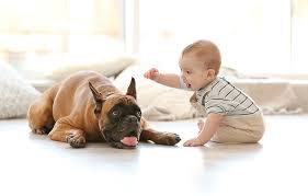 Welcome to flamingo pet clinic located in las vegas, nv. Happy Families Integrating Your Newborn With The Family Pet