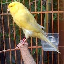 Ciri Ciri Burung Kenari Yorkshire Inggris Yang Bagus