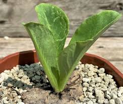 Image result for Aeollanthus subacaulis