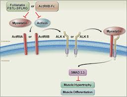 Inhibition of myostatin (MSTN) and activin signalling by the ...