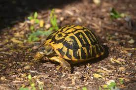 Turtles Can Make Great Pets But Do Your Homework First