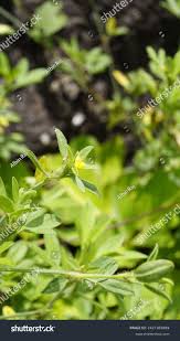 Image result for Stylosanthes