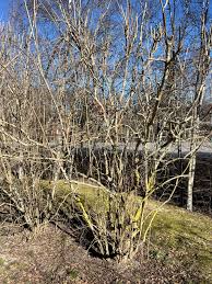 Image result for site:byggahus.se klippa