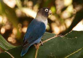 Photos Of Birds From Colombia Birds Bird Photo Love Birds