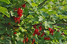 La Groseille Conseils De Culture Et Delicieuses Recettes Jardin Fruitier Groseille Arbre Fruitier