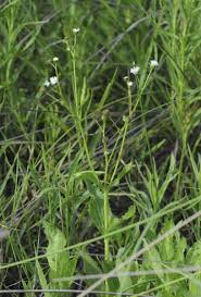 Image result for Adenostemma mauritianum