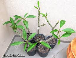 Frangipanis have a delicious fragrance with overtones of peaches, jasmine, honeysuckle and apricot. Growing Plumeria From Cuttings Schneor Design And More
