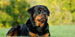 An untrained rottweiler can become a problem when he or she gets to be older. Rottweiler Training