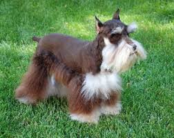 Miniature Schnauzer Akc Colors Miniature Schnauzer Puppies Schnauzer Schnauzer Puppy