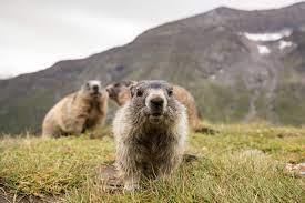 Marmots are relatively large ground squirrels in the genus marmota, with 15 species living in asia, europe, and north america. Alle Lieben Murmeltiere Kuriose Fakten Uber Das Pfiffige Alpen Mankei