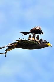 Pin On Birds