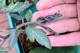 Maybe you would like to learn more about one of these? Tomato Seedlings W Purple Rolled Up Leaves