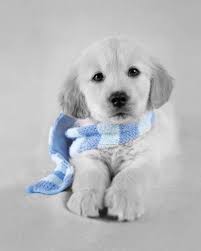 Pin By Golden Retriever Planet On Colour Splash Retriever Puppy Cute Puppies Cute Animals