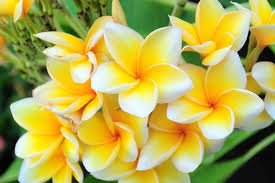  Gambar Bunga Flowers And Gardening Ideas Tags Gambar Bunga Matahari Gambar Bunga Mawar Gambar Bunga Tulip Gambar Bunga Hias Bunga Eksotis Bunga Bunga Buatan