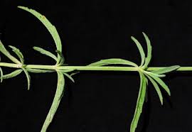 Image result for Acrotome thorncroftii