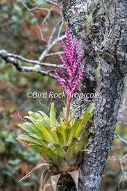 Image result for Teedia lucida