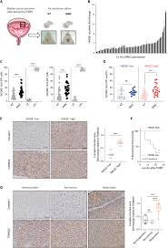 Mitochondrial Metabolic Reprogramming Controls The Induction Of Immunogenic Cell Death And Efficacy Of Chemotherapy In Bladder Cancer Science Translational Medicine