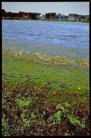 Image result for Elatinaceae