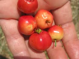The crisp, pale flesh is perfectly balanced between sweet and tangy, and every bite is. Mayhaws Wild Legacy Of The South Just Fruits And Exotics