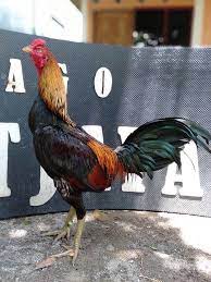 Ayam pama ninja pengiriman tujuan pati jawa tengah. Kelebihan Dan Kekurangan Ayam Mangon Ayam Jenis