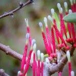 Image result for Agelanthus zizyphifolius