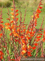 Image result for Gladiolus dalenii