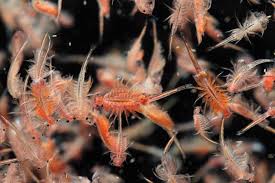 Is Brine Shrimp Good For Your Fish Let S See What And When You Should Feed Your Fish Freshwater Fish Tropical Fish F Brine Shrimp Fish Care Freshwater Fish