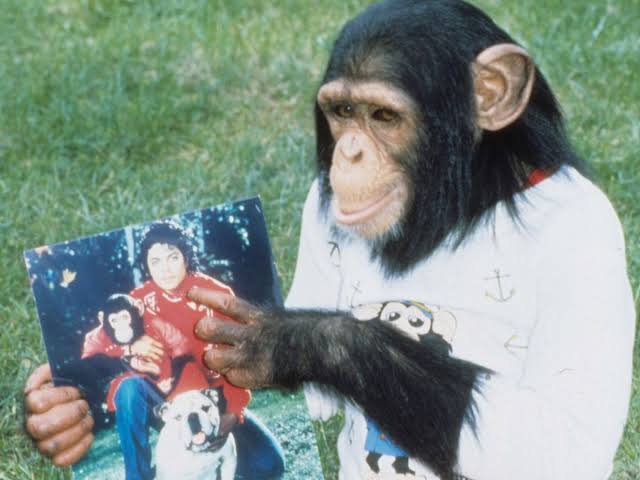 Mga resulta ng larawan para sa Bubbles the chimpanzee, Michael Jackson’s Pet"