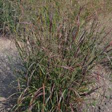 Image result for Panicum comorense