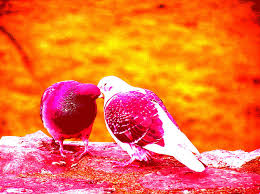 The best love birds wallpapers for your desktop. Free Download Love Birds Images Posted By Michelle Tremblay