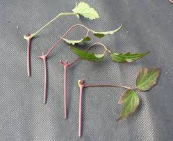 Fill a garden pot with cutting compost and water. Clematis Archives Chris S Weblog City Chickens