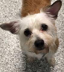 4820 east 33rd street, tulsa, ok 74135. Adopt Adelaide On Petfinder Dog Adoption Dogs Up For Adoption Animals Friends