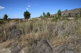 Image result for Cenchrus caudatus