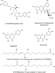 Image result for Felicia abyssinica