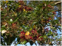 Image result for Erythroxylum platycladum
