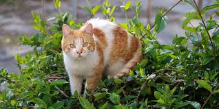 Lilies harmful to cats if eaten.caution: Keeping Cats Safe Plants And Cats International Cat Care