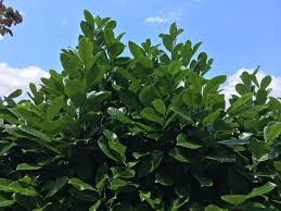 Wann lorbeerhecke schneiden a spat e wann muss man den kirschlorbeer schneiden. Kirschlorbeer Schneiden Tipps Fur Eine Kirschlorbeer Hecke
