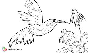 Hummingbird With Cone Flowers Traceable For The Youtube Video The Art Sherpa Painting Art