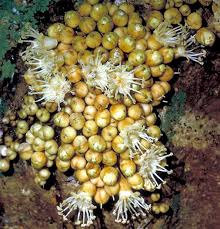 Image result for Sapotaceae