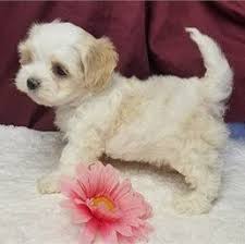 Cocker spaniel x border collie. Maltese Cocker Spaniel Puppies Cheap Buy Online
