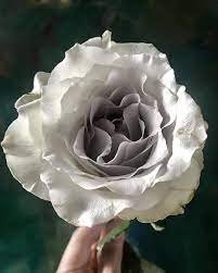 Earl Grey A Grey Rose Flowers By Eileen Ting Flowerseting Instagram Photos And Videos Beautiful Roses Floral Wedding Grey Roses