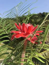 Image result for Etlingera