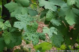 Image result for Colomerus vitis
