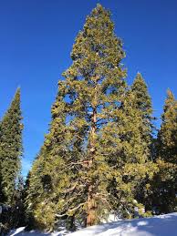 Image result for Calocedrus decurrens